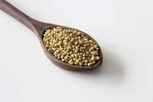 Coriander