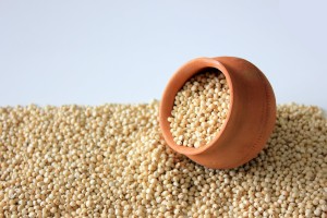 Sorghum